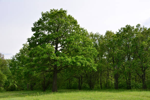 istock a green field and oak trees with a sky in the background 2183858656