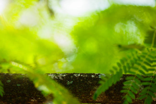 Photography of A wooden trunk with a blurred green abstract natural background is suitable for a mockup