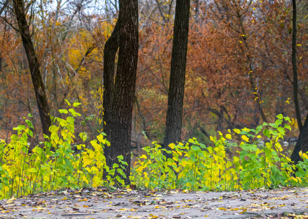 Variety of colors of autumn foliage on a cloudy day.