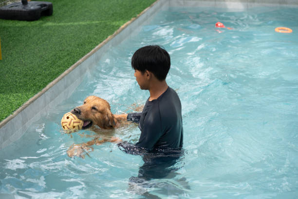 istock Golden retriever with trainer in swimming pool 2183863102