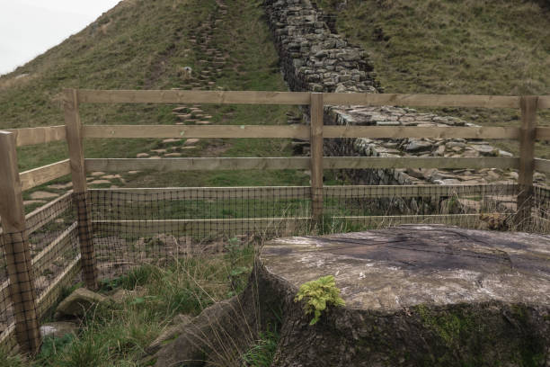 famous Sycamore Tree cut down, and new life sprouting concept