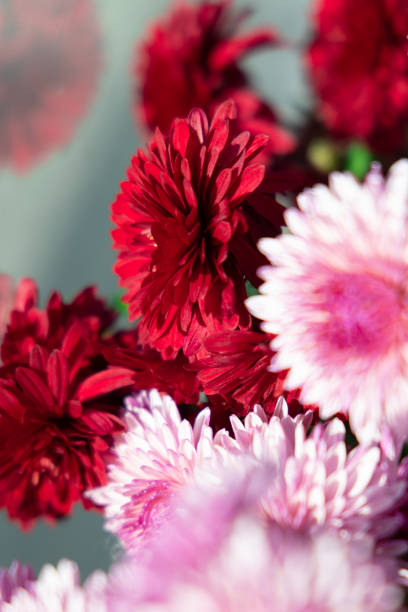 Full frame of bouquet of blooming chrysanthemums. Pink and red chrysanthemum flowers.