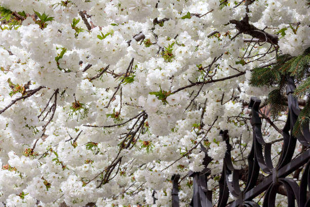 istock .a plump bunch of white cherry blossoms 2183865640