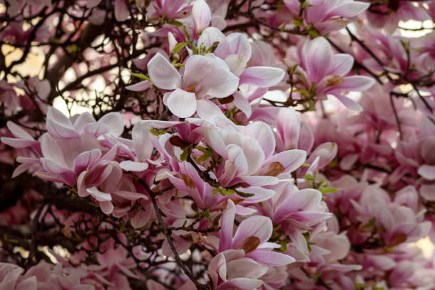 istock a tree full of pink and white flowers 2183866943
