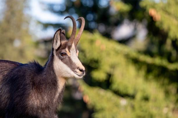 istock Portrait of chamolis. One rupicapra rupicapra. 2183867267