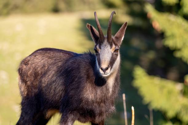 istock Chamois standing  at sunset. One rupicapra rupicapra. 2183867268