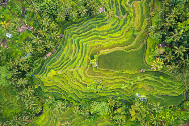 Beautiful rice fields seen from the drone at early morning, Indonesia