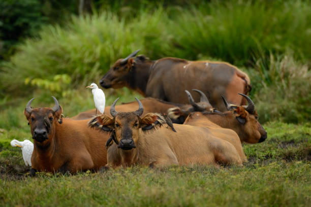 African forest buffalo (Syncerus caffer nanus), yellow-billed oxpeckers (Buphagus africanus) and cattle egret (Bubulcus ibis) in Lango Bai in the Odzala-Kokoua National Park. Cuvette-Ouest Region. Republic of the Congo or Congo Brazzaville. búfalo de bosque africano (syncerus caffer nanus), picabueyes de pico amarillo (buphagus africanus) y garcilla bueyera (bubulcus ibis) en lango bai en el parque nacional de odzala-kokoua. región cubeta-oeste. república del congo o congo brazzaville.