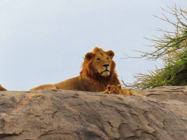 istock Real life lion king moment 2183869563