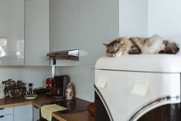 istock large domestic fluffy cat Maine Coon breed lies sleeping on refrigerator 2183869907