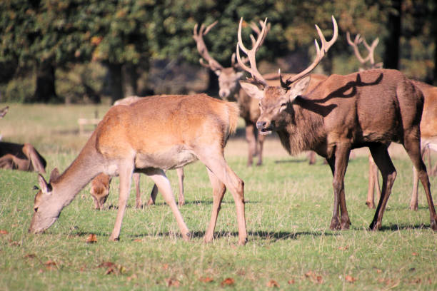 istock A view of some Red Deer 2183871233