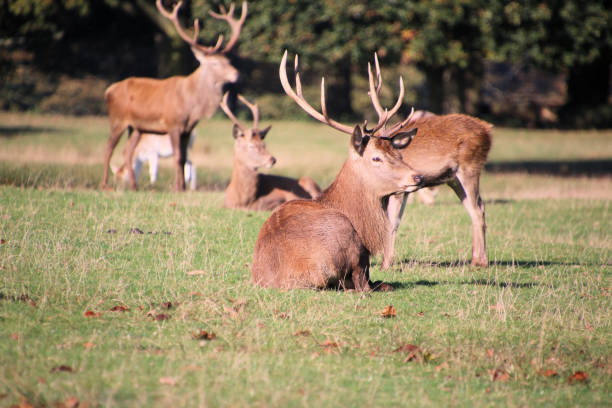 istock A view of some Red Deer 2183871258