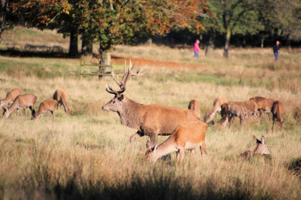 istock A view of some Red Deer 2183871319