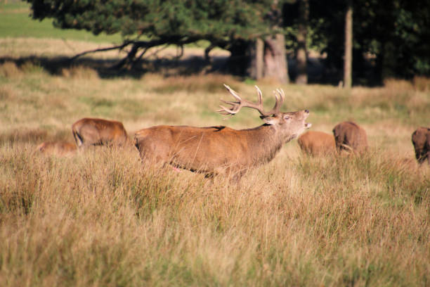 istock A view of some Red Deer 2183872636