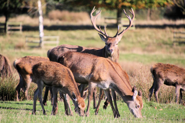 istock A view of some Red Deer 2183872645
