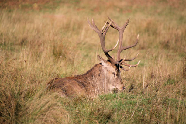 istock A view of some Red Deer 2183872647