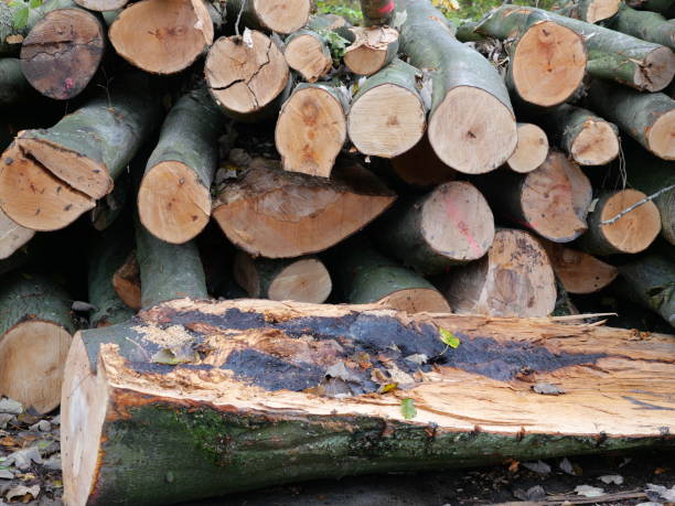 istock Wood storage in the forest 2183872940