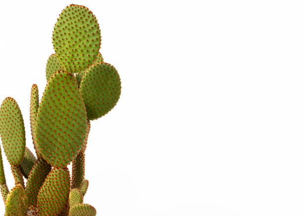 istock Opuntia Cactus with Orange Spines on White Background with Copy Space 2183873604