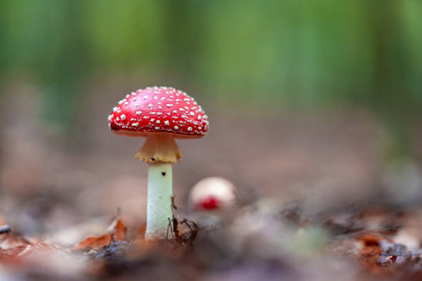 istock Fly Agaric Mushroom Growing in an Autumn Forest Scene 2183875768