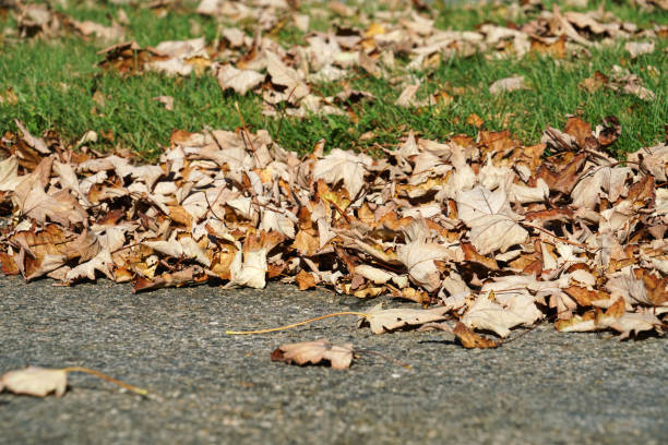 istock Close up on dry fallen leaves in autumn 2183877347