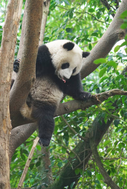 istock panda climbing up on the tree looking around 2183877483