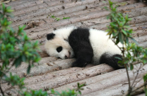 istock young panda sleeping exterior on the wood 2183877490