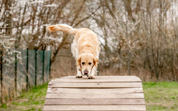 istock Golden Retriever dog on a training area 2183879609