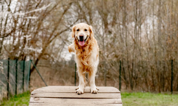 istock Golden Retriever dog on a training area 2183879612