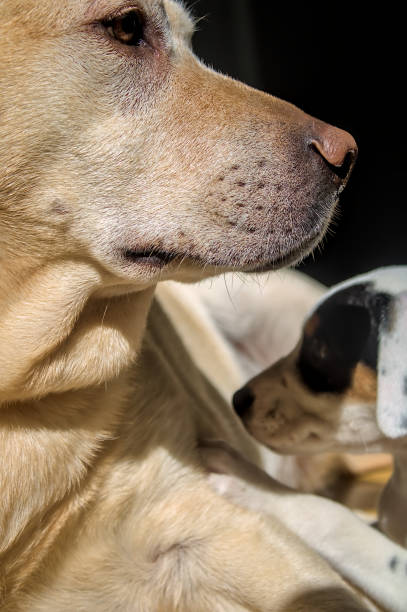 istock dogs resting in the sun 2183880152