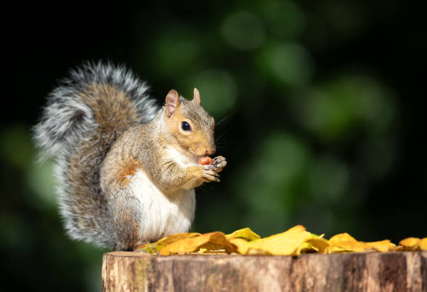 istock Portrait of a grey squirrel eating nuts on a tree stump in autumn 2183882236