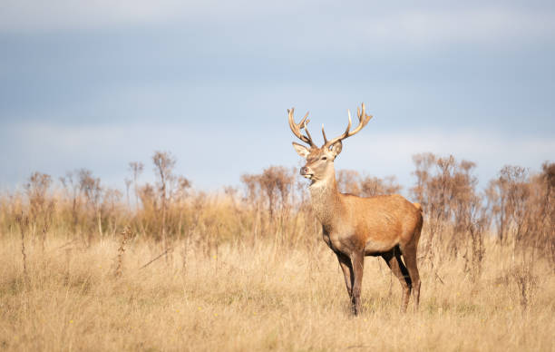 istock Young red deer stag standing in grass during the rut in autumn 2183882255