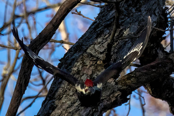 istock The pileated woodpecker. 2183882683