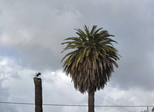 Birds nesting up high