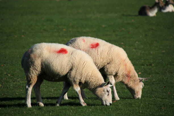 A view of a Sheep in a field