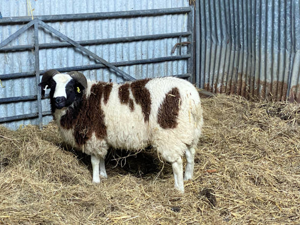 istock A view of a Jacobs Sheep 2183883369