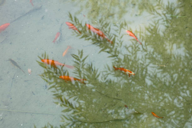 A clear pond with colorful koi fish, mostly orange, red, and white, swimming gracefully. Lily pads float on the surface, and reflections of surrounding trees add to the serene, tranquil ambiance.