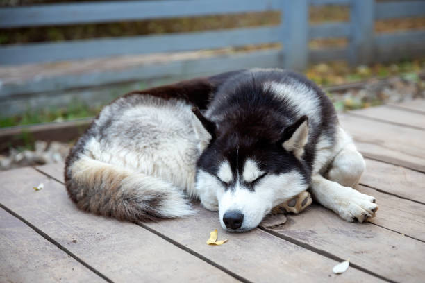 istock a husky dog is sleeping outside 2183884869