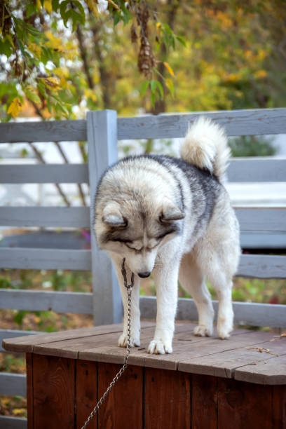 istock A husky dog stands on its kennel. 2183884889