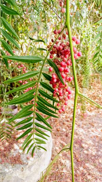 istock black pepper tree. black peppercorns on its branch. 2183886709