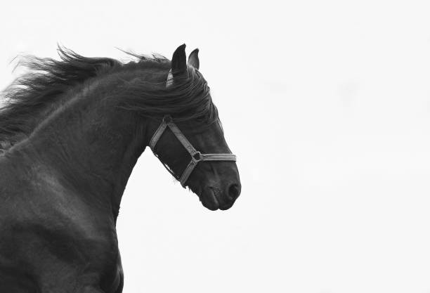 istock Friesian horse head 2183886781