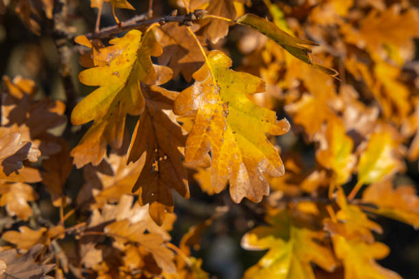 istock Autumn yellow leaves on the tree 2183887697