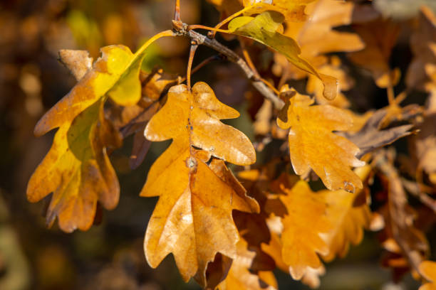 istock Autumn yellow leaves on the tree 2183887854