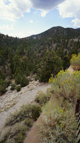 istock Mt Charleston in summer 2183887931