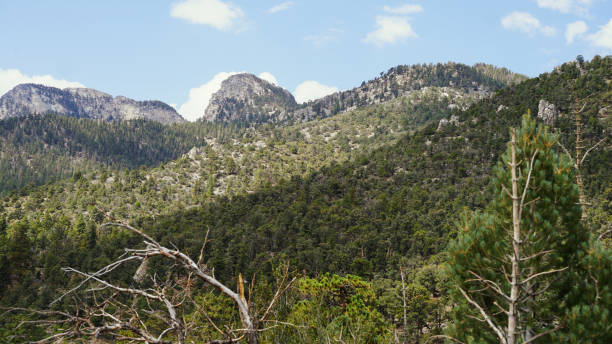 istock Mt Charleston in summer 2183888378