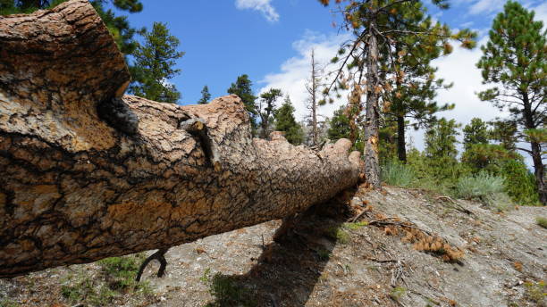 istock Mt Charleston in summer 2183888990