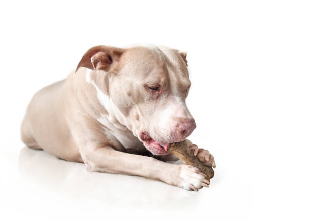 istock Happy dog with chew stick in mouth and between paws. 2183889275