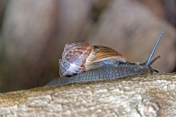 June 2024: Close-up of  a garden snail with its shell