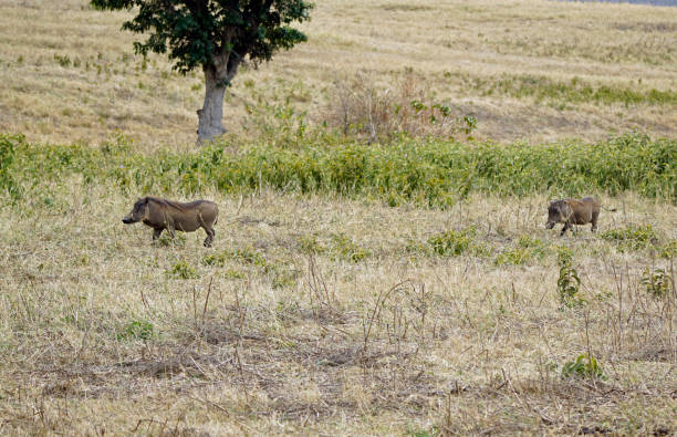 The common warthog is a wild member of the pig family found in grassland, savanna, and woodland in sub-Saharan Africa. In the past, it was commonly treated as a subspecies of P. aethiopicus, but today that scientific name is restricted to the desert warthog of northern Kenya, Somalia, and eastern Ethiopia.