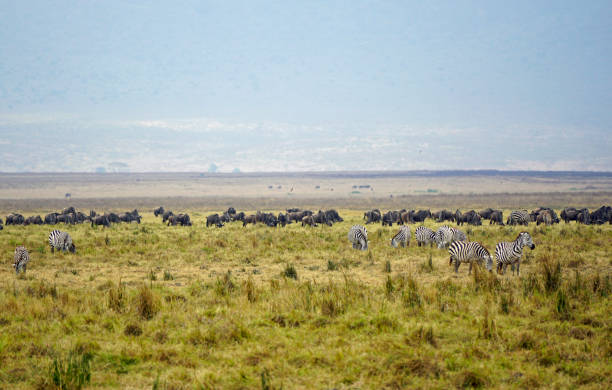 istock tanzania wildlife 2183890459
