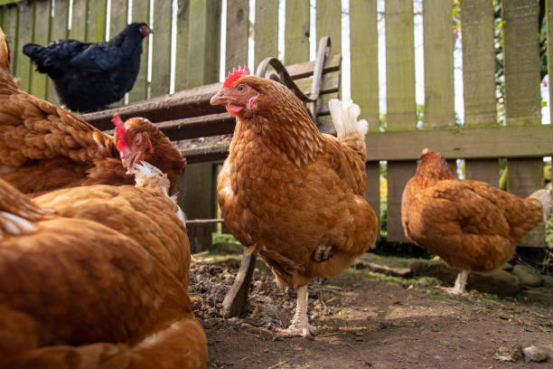 istock Group of brown laying hens 2183890984